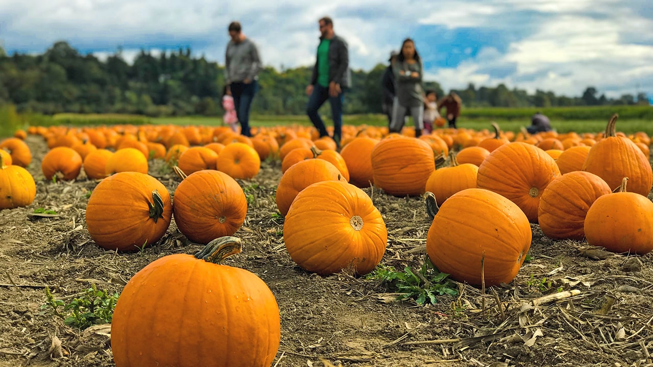 FamilyFriendly Fall Events & Activities in Kitsap County Dan